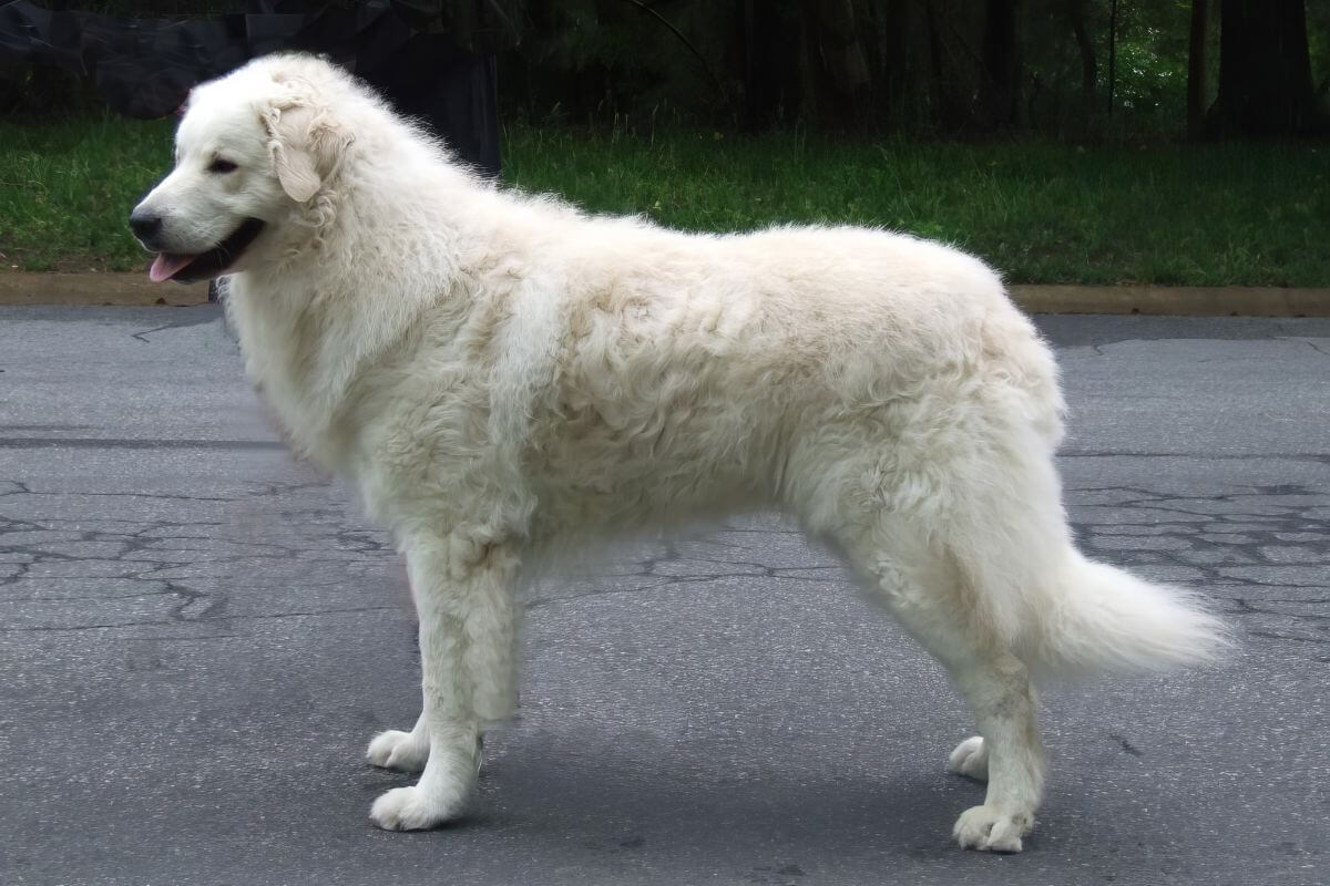 Side photo of a Kuvasz dog.