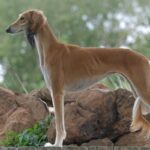 A photo of a Saluki dof standing in front of water.