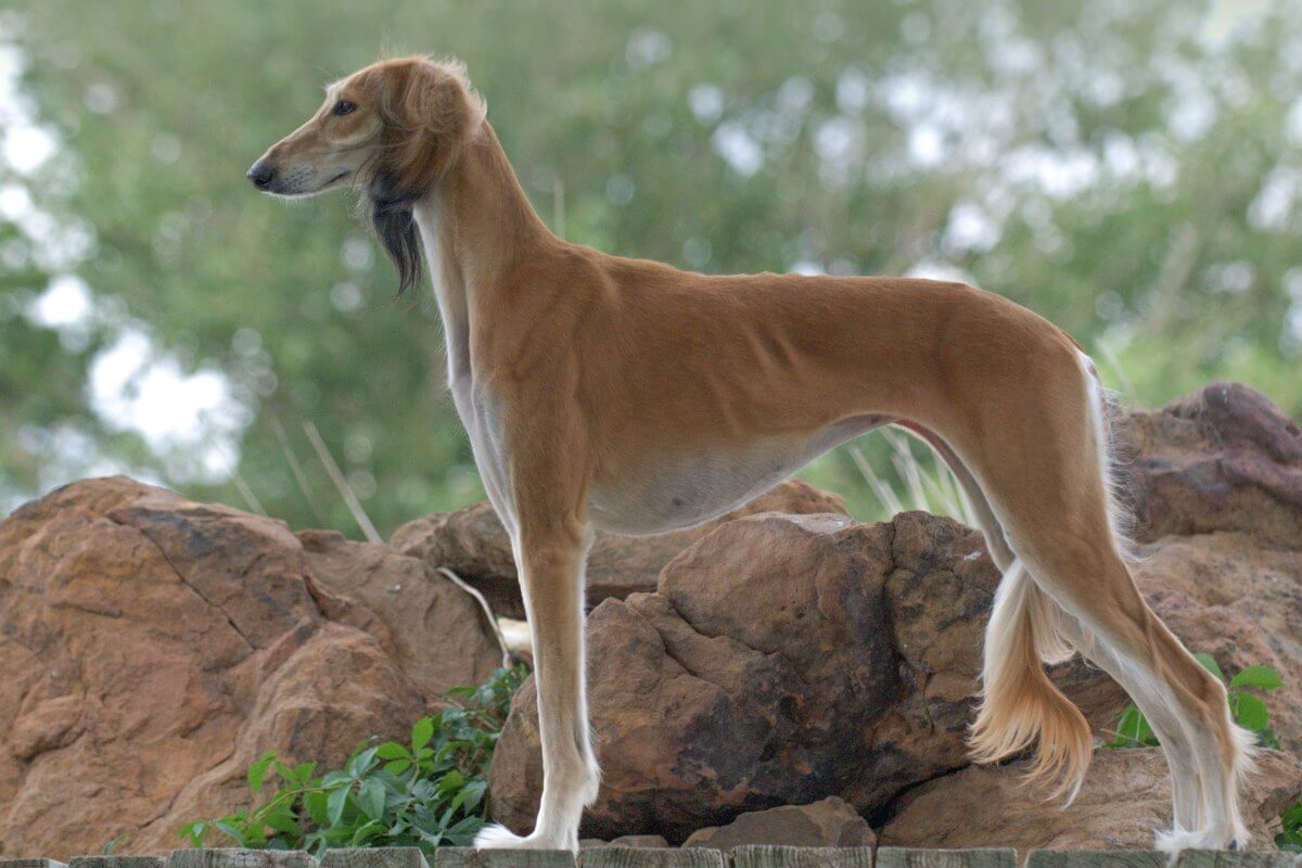 A photo of a Saluki dof standing in front of water.