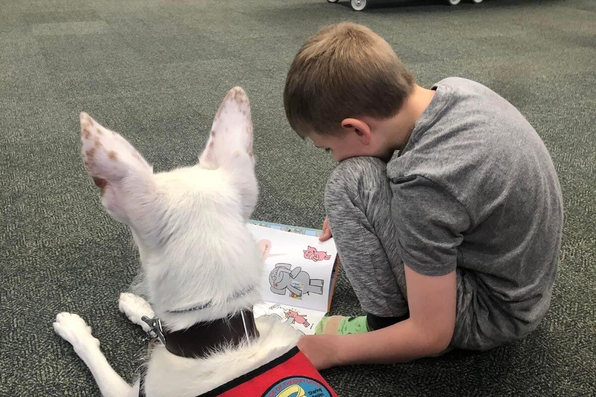 AKC Therapy Dog with a child.