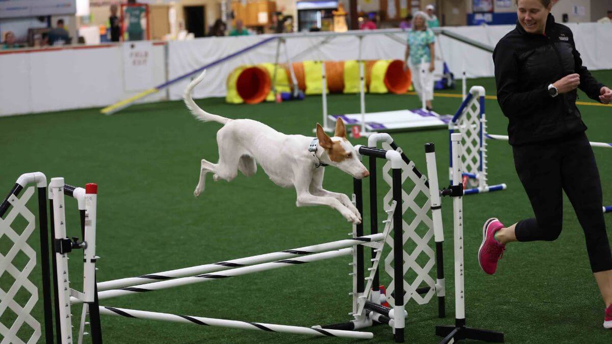 Dog jumping over an obstacle while participating in Agility dog sport.