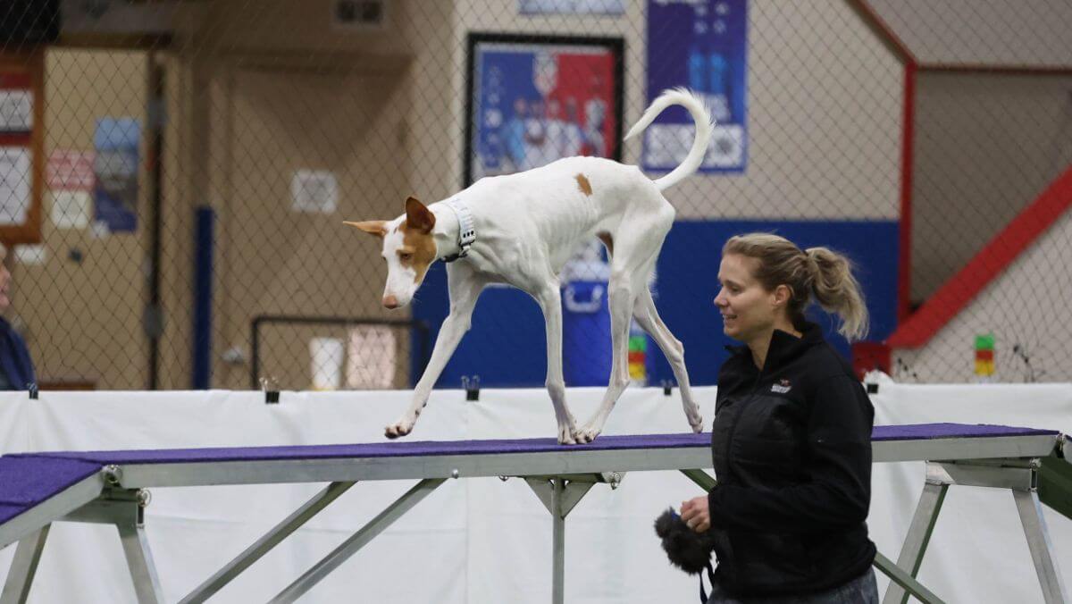 Dog participating in Agility.
