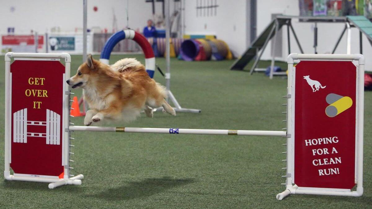 Dog jumping over an obstacle while participating in dog sport Agility