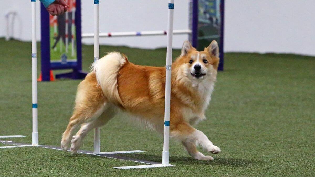 Dog participating in Agility dog sport.