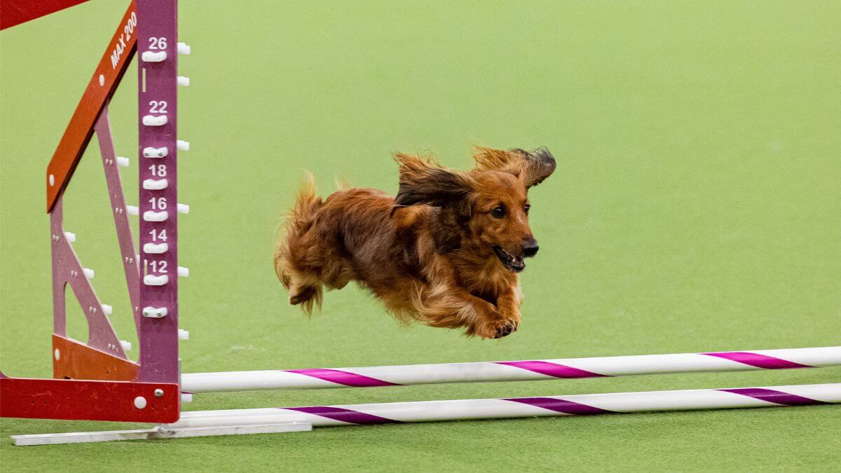 French Bulldog showcasing its agility at the 2022 dog show