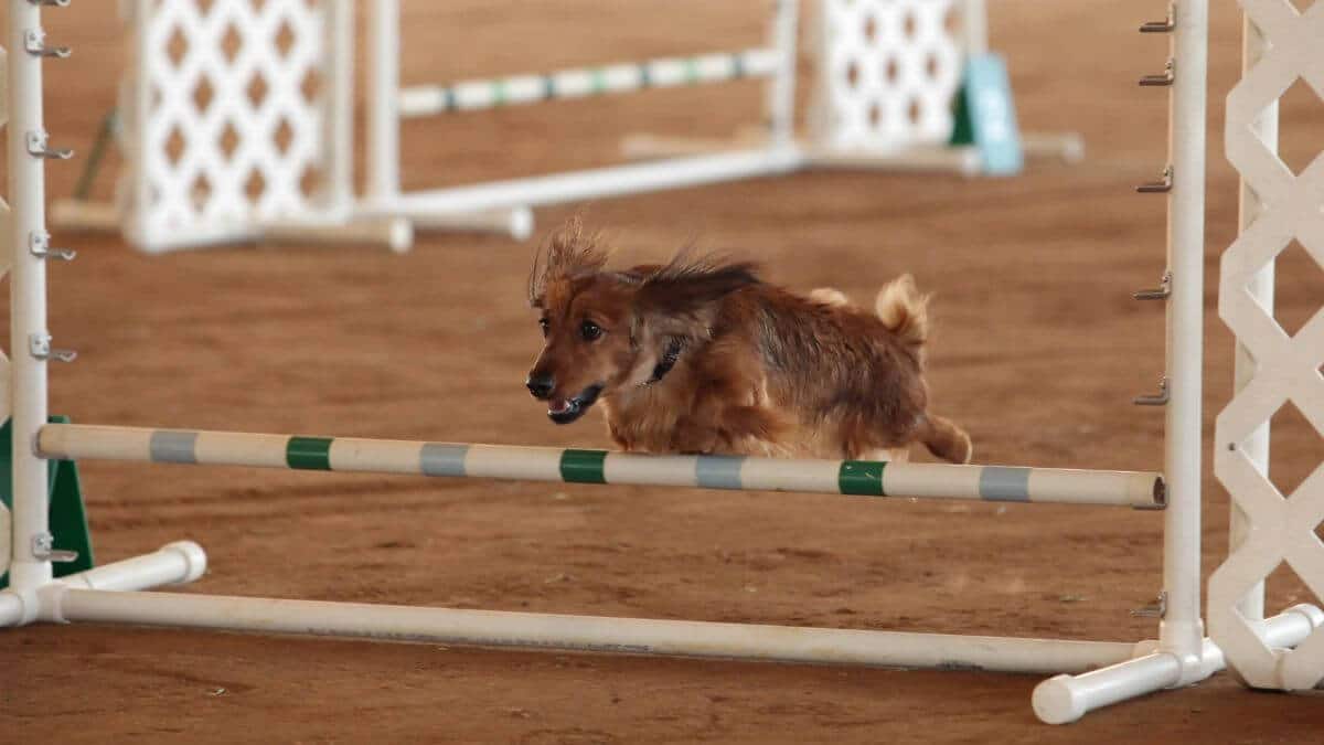 Dog jumping over an obstacle while participating in Agility sport.