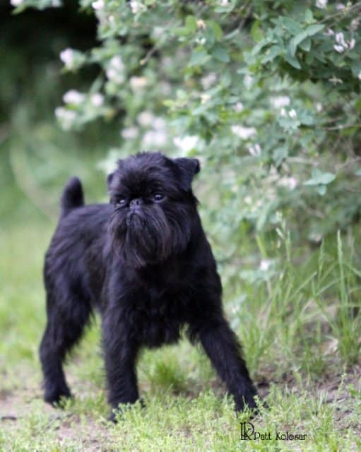 Brussels Griffon pictured walking in the nature.