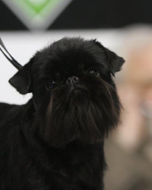 Close-up head photo of a Brussels Griffon.