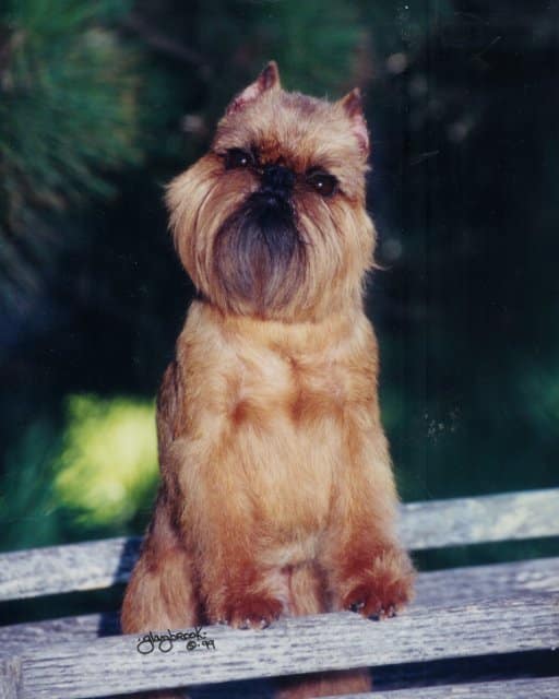 Close-up photo of a Brussels Griffon dog, looking into the camera.