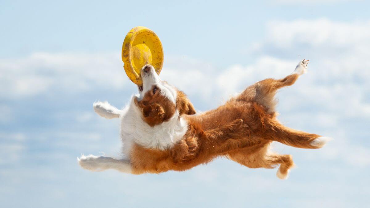 Dog catching a frisbee mid-air during the Disc Dog competition.