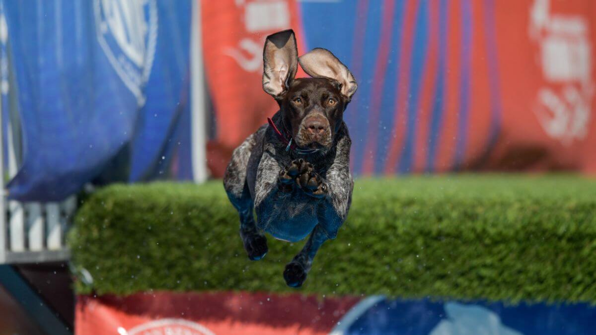 Close-up front photo of a dog jumping in the pool while participating in Dock Diving sport.