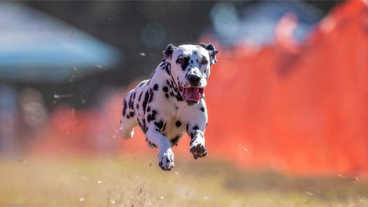 Dalmatian photographed mid-air while participating in Fast CAT dog sport.