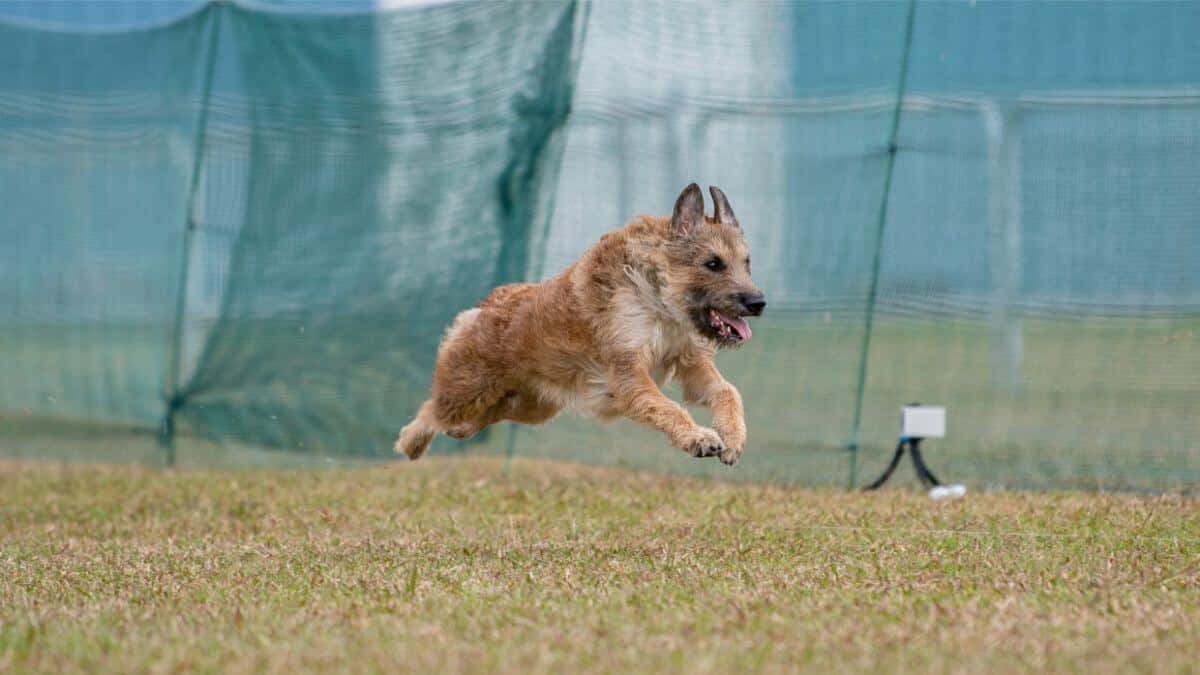 Dog participating in Fast CAT dog sport.