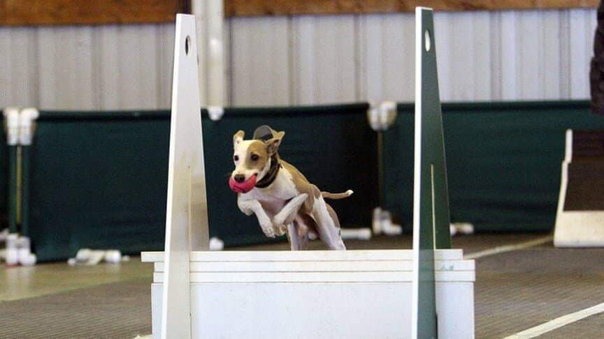 Dog jumping over an obstacle while participating in Flyball sport.