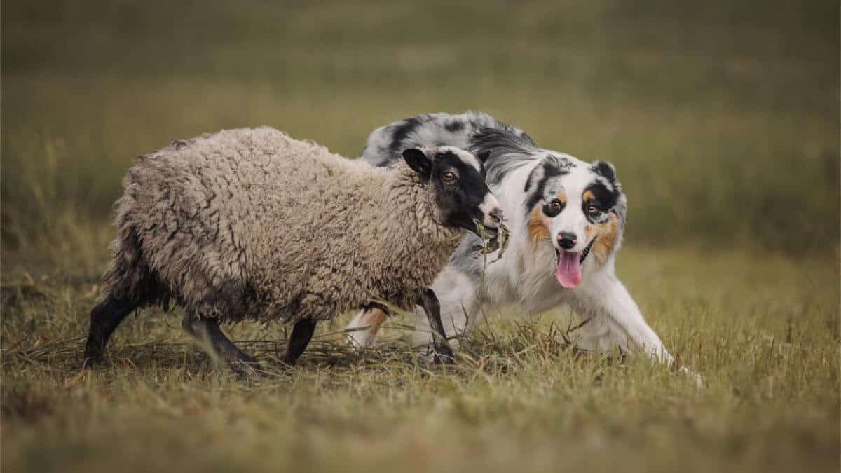 Dog herding sheep.