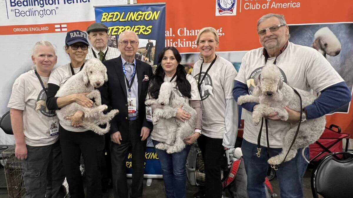 AKC President Dennis Sprung joins Bedlington Terrier Club of America President Laurie Friesen and the Bedlington exhibitors at Meet the Breeds in New York City. (Bill Reyna Photo)