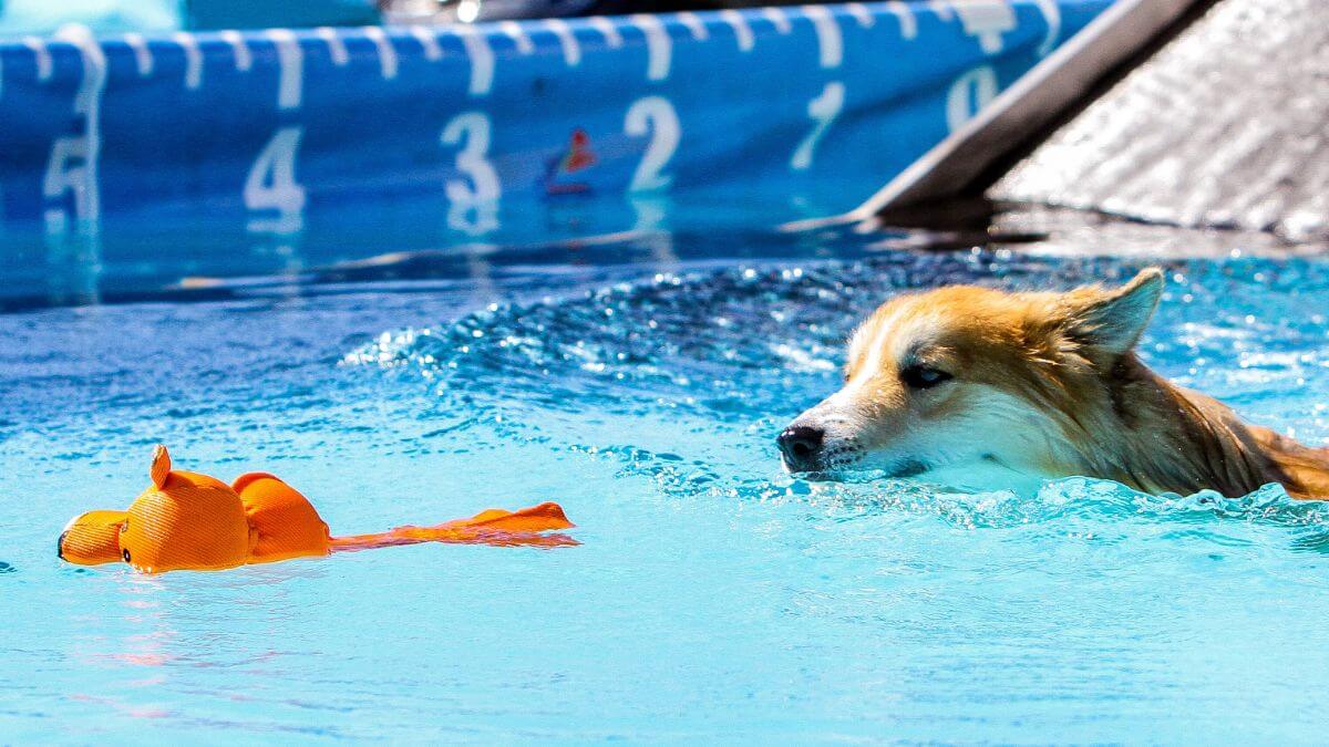 Icelandic Sheepdog swimming in the pool.