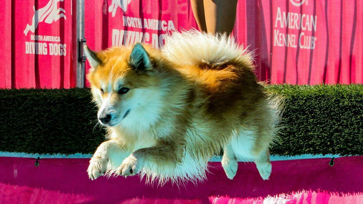 Icelandic Sheepdog jumping in the pool while participating in Dock Diving.