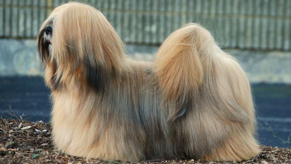 Side photo of a Lhasa Apso.