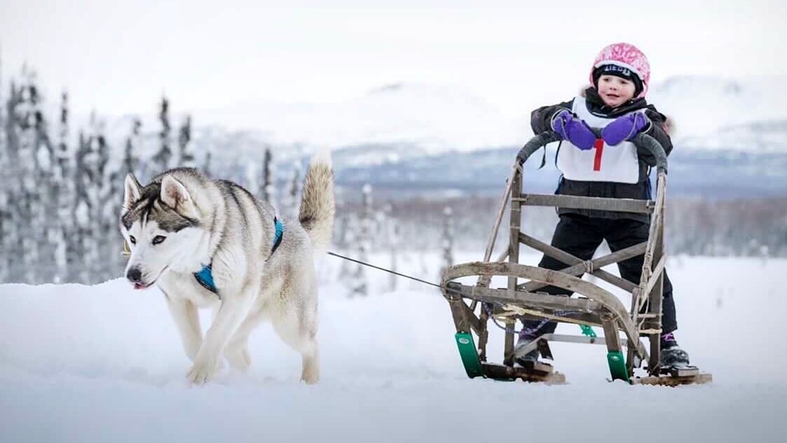 Mushing in Peewee one dog race. Small child being pulled on a sled by a dog.