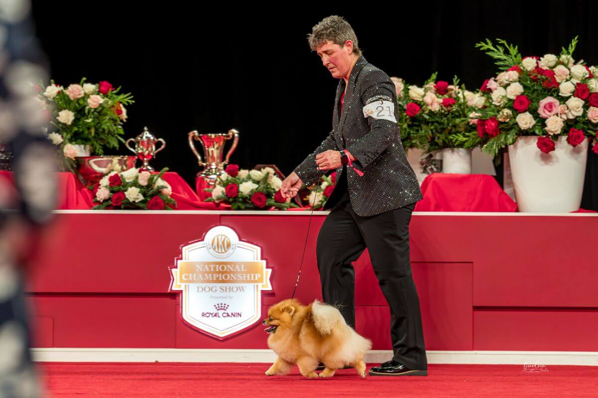 2023 AKC National Championship Bred-By-Exhibitor winner