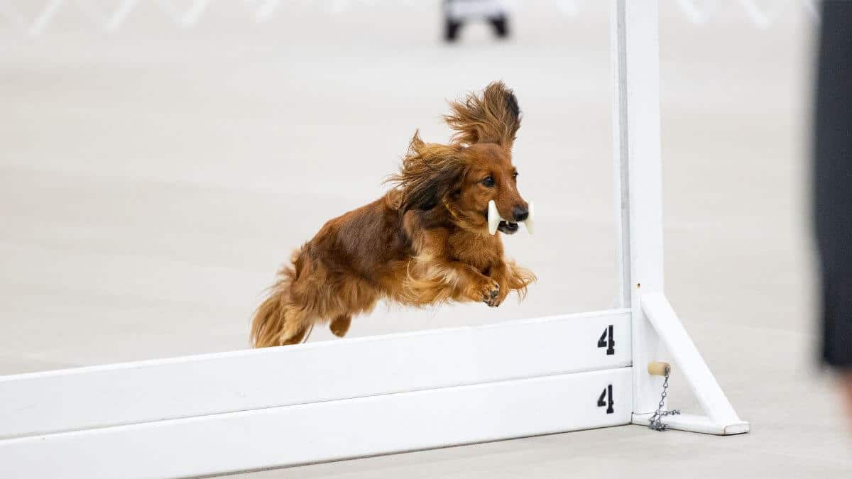 Dog jumping over an obstacle while participating in Obedience dog sport.