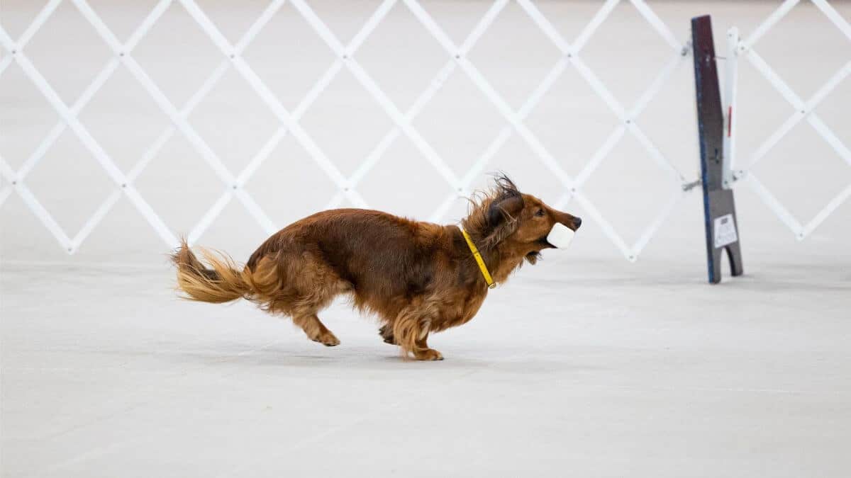 Dog participating in Obedience sport.