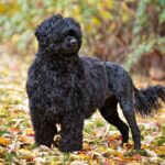 Portuguese Water Dog standing outside in the woods.