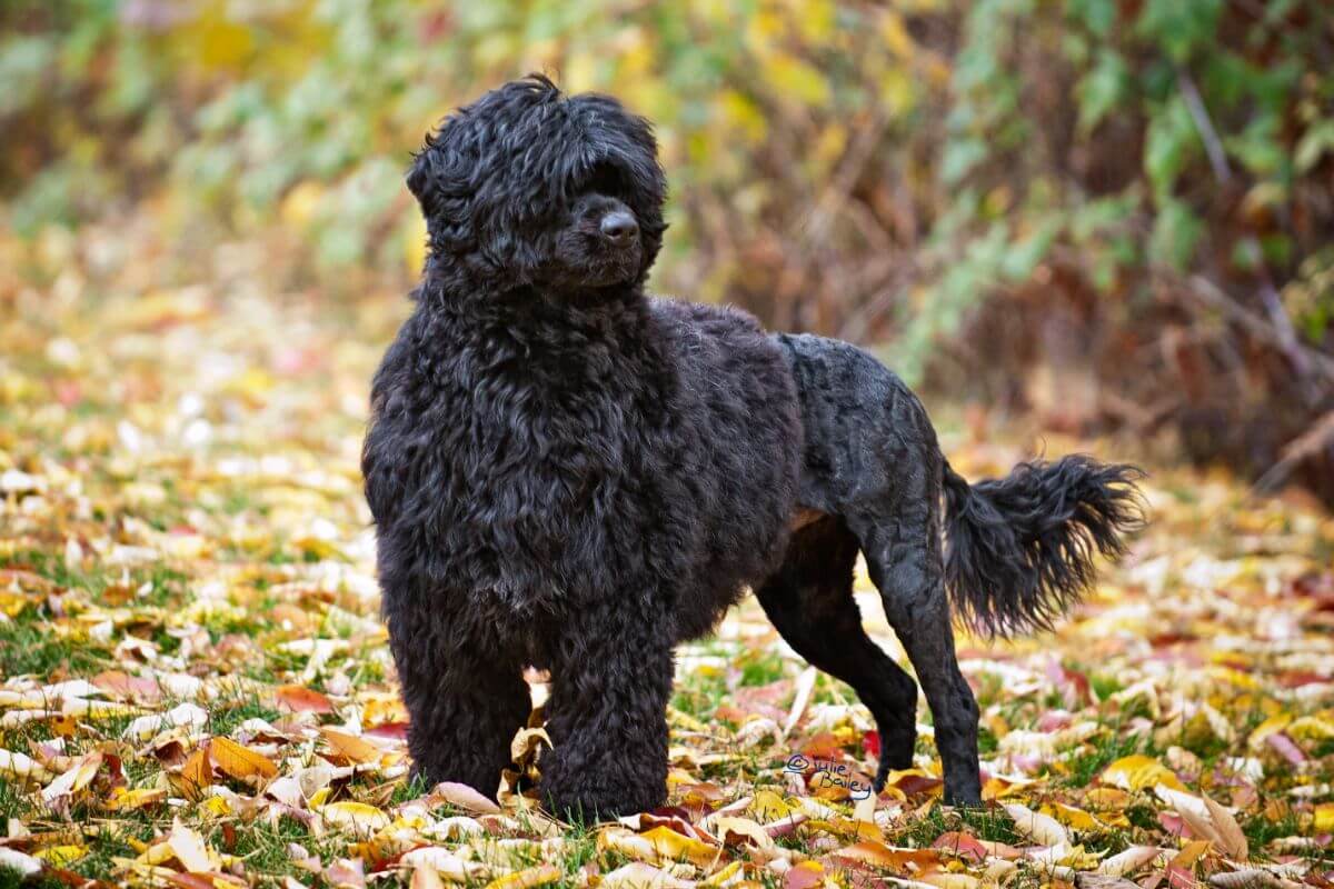 Portuguese Water Dog standing outside in the woods.
