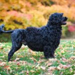 Side photo of a Portuguese Water Dog standing on the field in autmn.