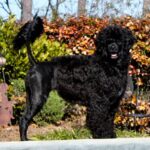 Portuguese Water Dog standing in the yard in autmn.