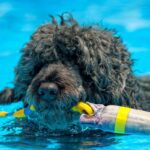 Portuguese Water Dog swimming in a pool with a toy in its mouth.