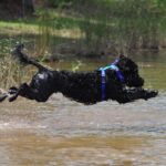 Portuguese Water Dog jumping in a lake.