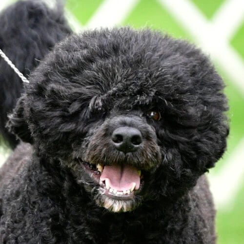 Close-up head photo of a Portuguese Water Dog.