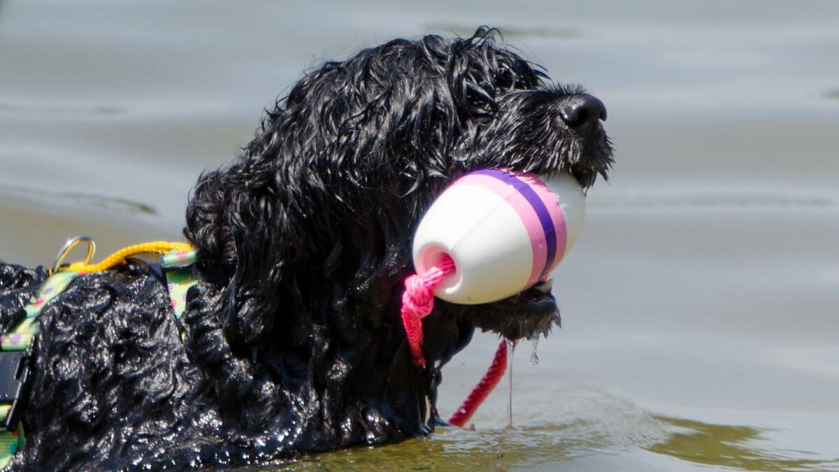 A Portuguese Water Dog swimming in a lake with a toy in its mouth.