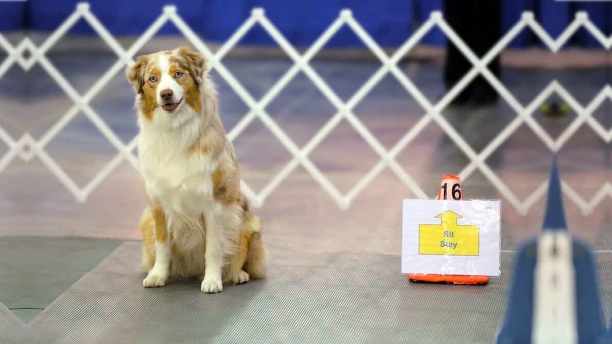 Dog participating in Rally Obedience sport.