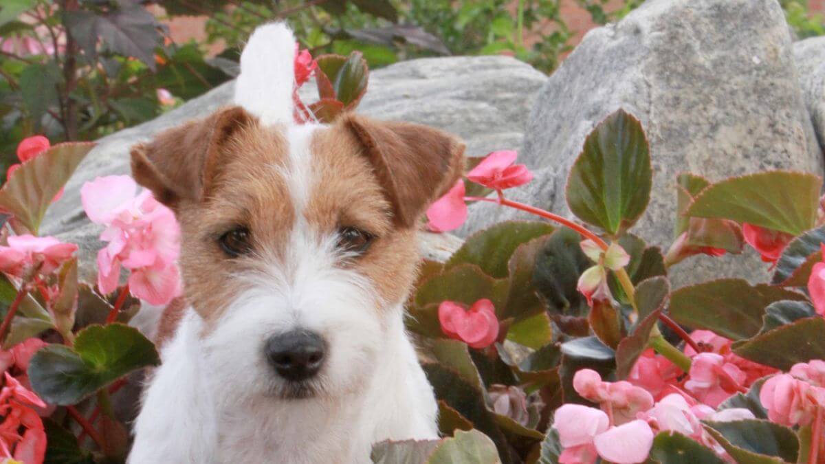 Close-up photo of a Russell Terrier standing in the flowers.