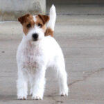 Russell Terrier standing, urban background.