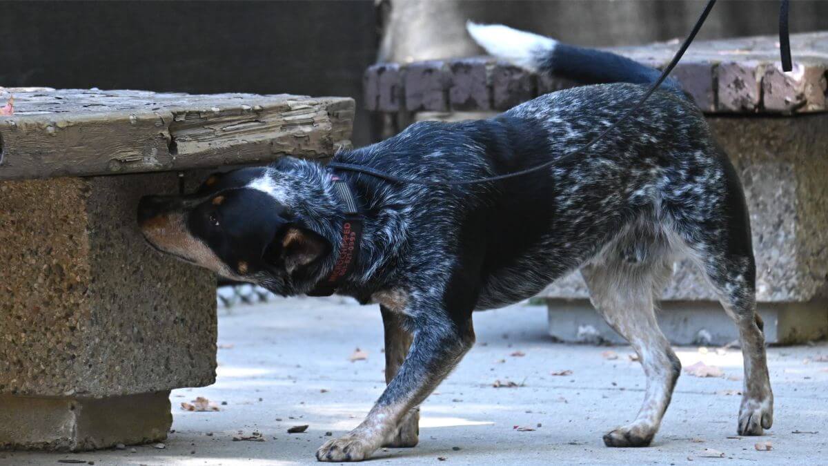 Dog sniffing a bench while participating in Scent Work.