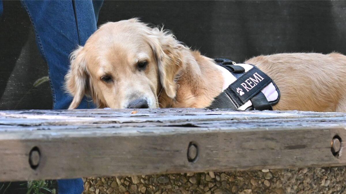Golden Retriever participating in Scent Work dog sport.