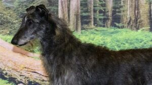 Scottish Deerhound Opal. Best in Show SDCA Specialty 2021