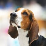 Close-up head photo of a Treeing Walker Coonhound.