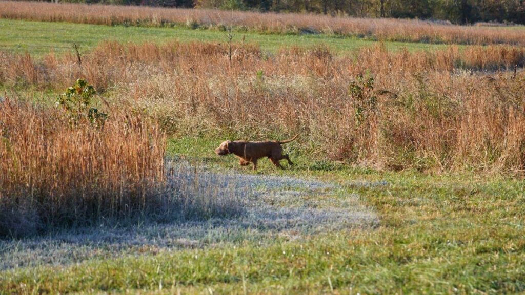 Wirehaired Vizsla on point - frosty morning