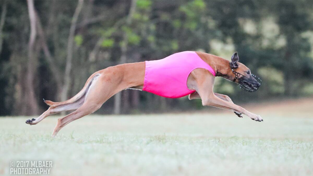 Side photo of a purebred Sloughi dog running while participating in Lure Coursing.