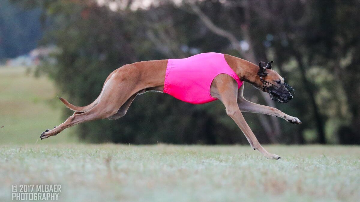 Side photo of a purebred Sloughi running while participating in Lure Coursing.