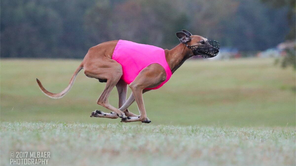 Side photo of a purebred Sloughi running while training for Lure Coursing.