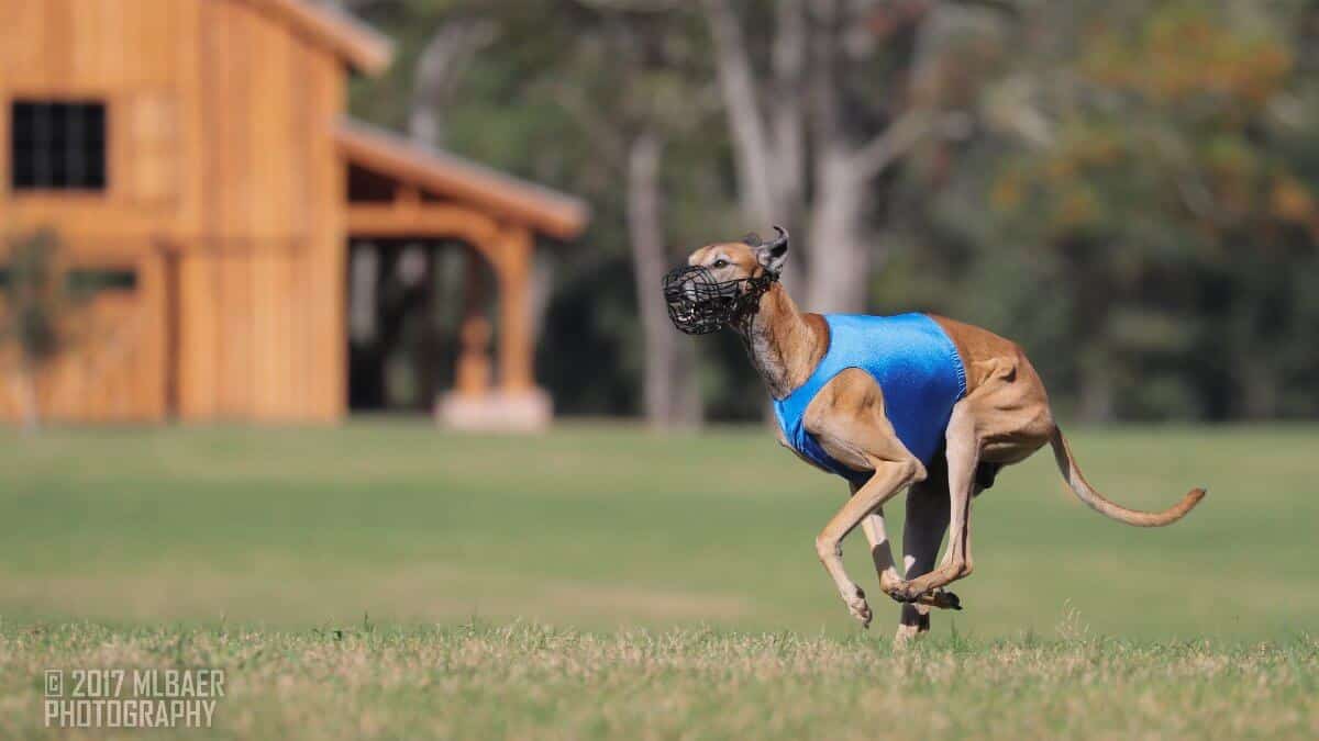 Sloughi running while participating in Lure Coursing,