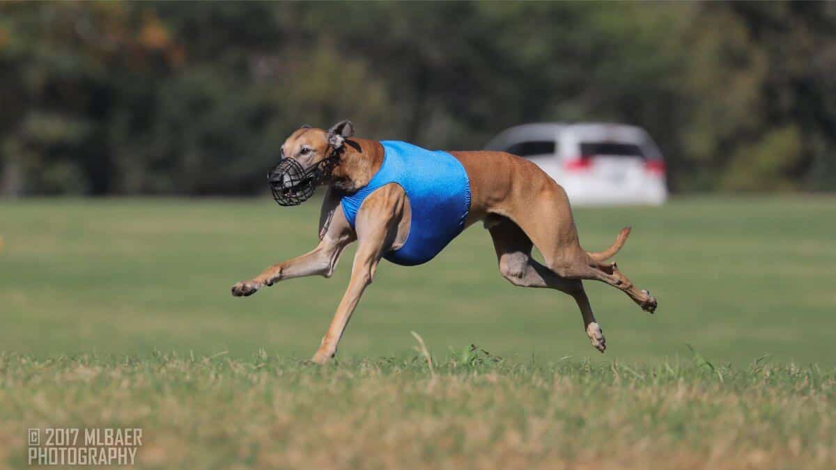 Side photo of a purebred Sloughi running while participating in Lure Coursing dog sport.