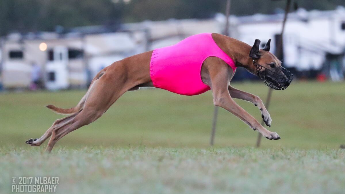 Side photo of a Sloughi dog running while participating in Lure Coursing.