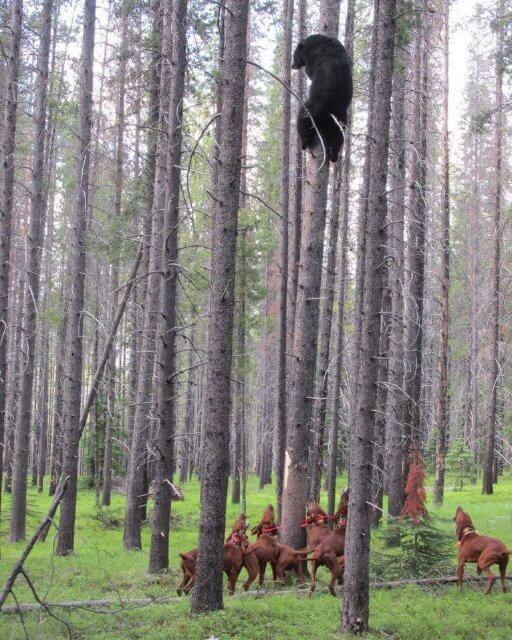 A pack of Redbone Coonhounds chasing a bear up a tree.